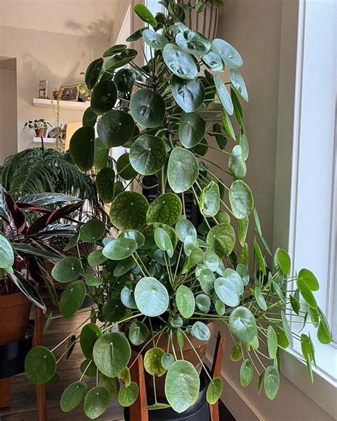 money plant 777|Chinese Money Plant (Pilea peperomioides): All You Need To .
